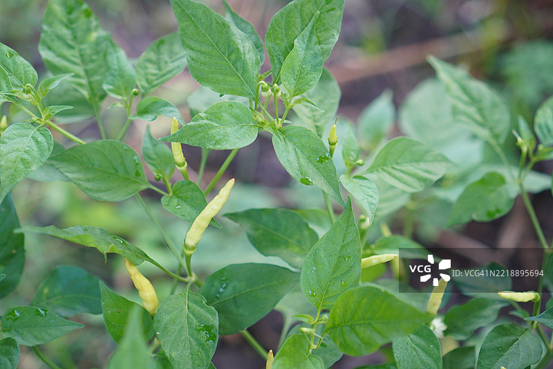 凯伦辣椒图片素材
