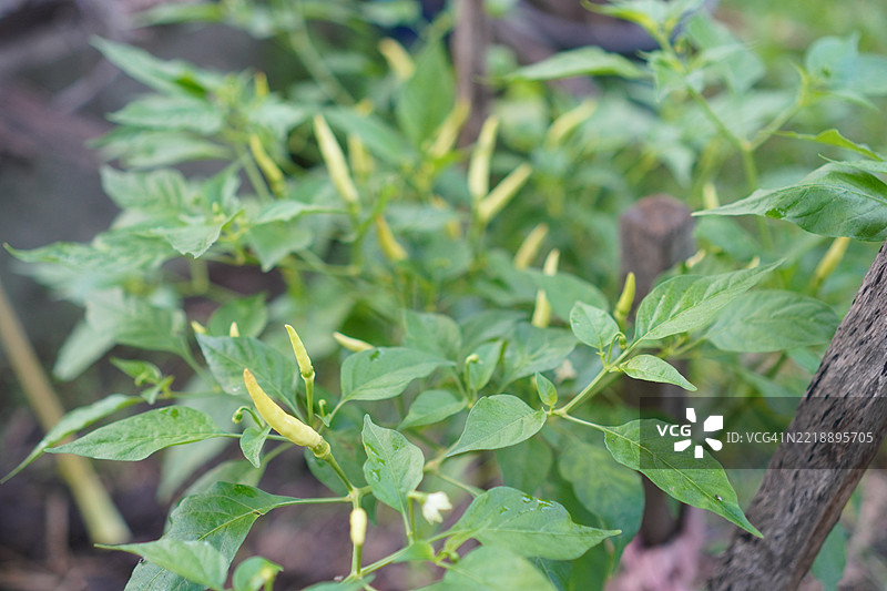 凯伦辣椒图片素材