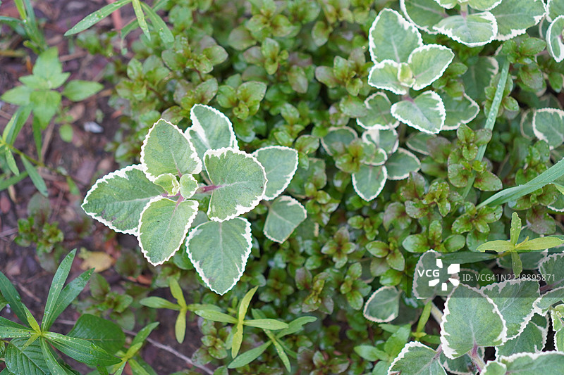 植物房图片素材
