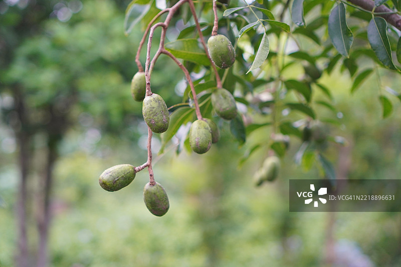 蓝色蝶豆花（Clitoria ternatea L.）在绿色模糊自然背景下的柔焦效果，盛开的藤本植物，生长在亚洲热带地区，单朵蓝色蝶豆花。图片素材