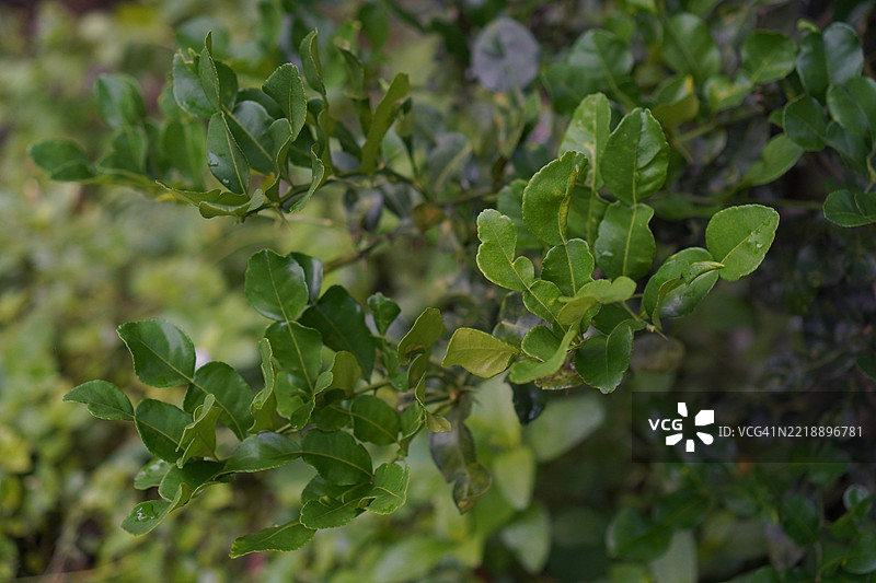 刺柠檬树，学名为Citrus hystrix DC，树上长着粗糙皮肤的绿色蔬菜，背景为自然花园。图片素材