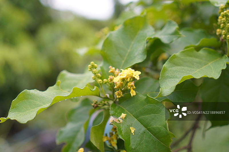 花园中盛开的花生果树，橙色成熟的花生果，背景为自然风光，食物图片素材