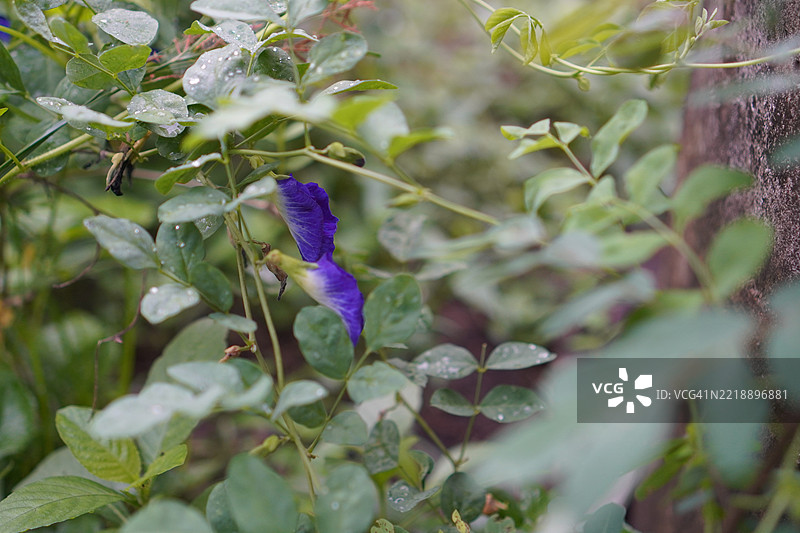 蓝色蝶豆花（Clitoria ternatea L.）在绿色模糊自然背景下的柔焦效果，盛开的藤本植物，生长在亚洲热带地区，单朵蓝色蝶豆花。图片素材