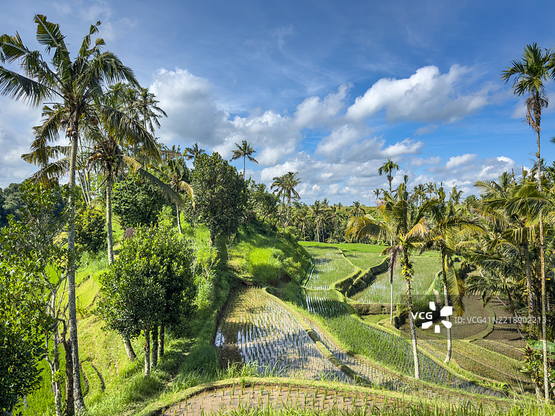 贾蒂卢威稻田梯田图片素材
