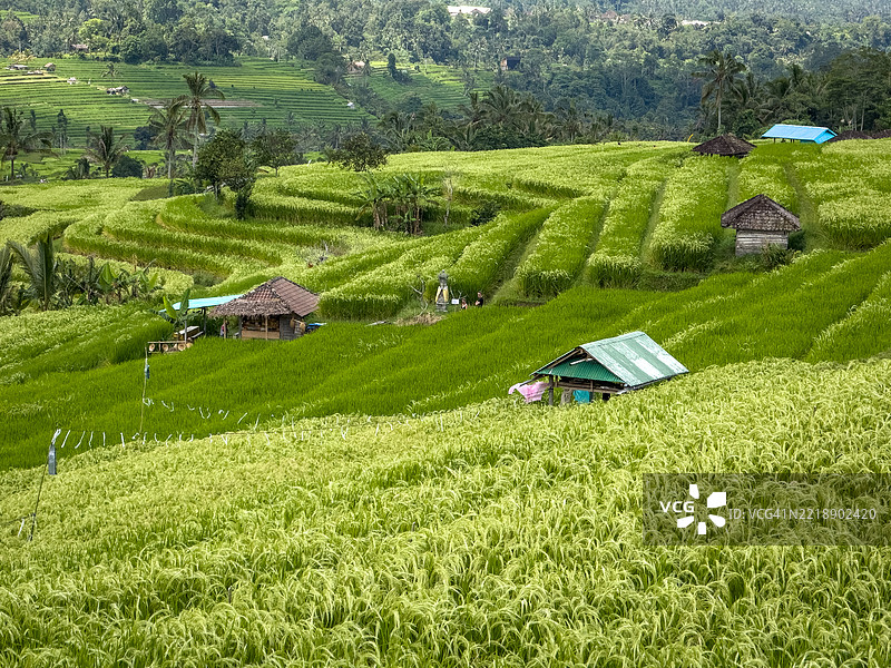 贾蒂卢威稻田梯田图片素材
