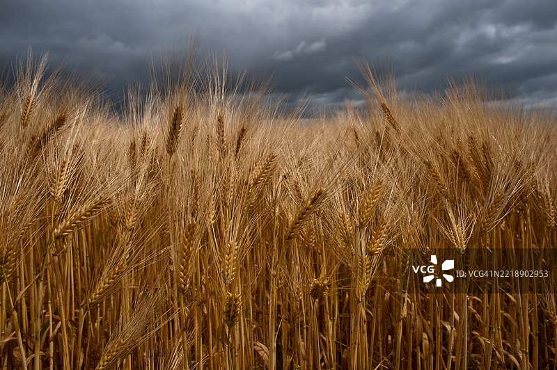 法国的麦田图片素材