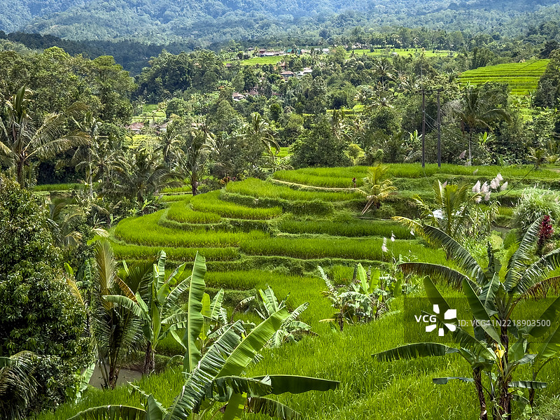 贾蒂卢威稻田梯田图片素材