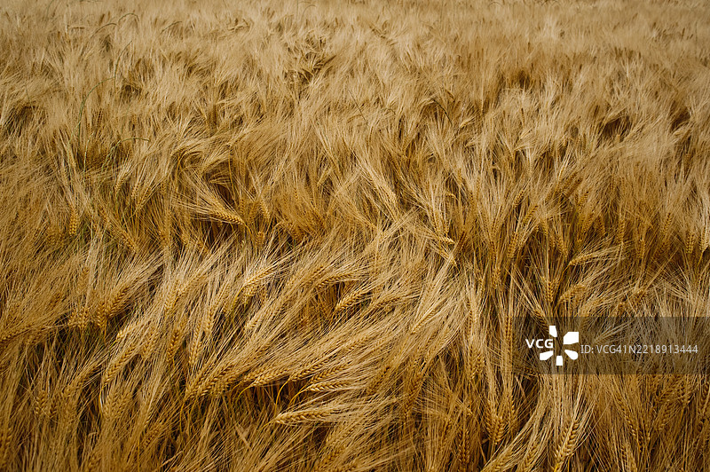 风吹麦田的日子图片素材