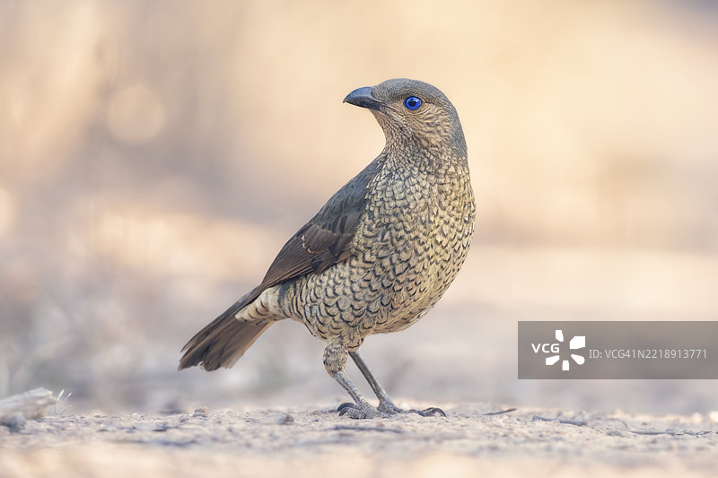 澳大利亚一只野生雌性缎带鸟（Ptilonorhynchus violaceus）在森林地面上的特写镜头图片素材
