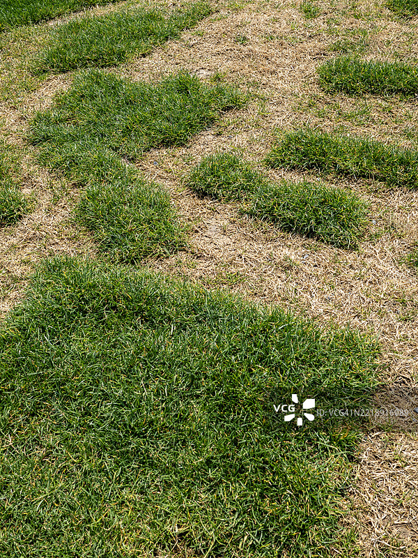 阳光照射下的斑驳草坪与干燥区域图片素材