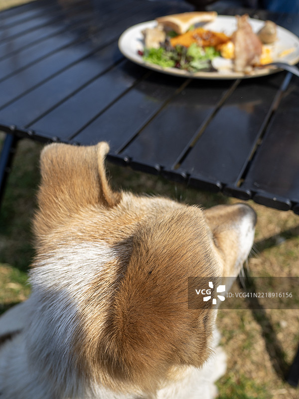 专注于早午餐盘子的柯基犬耳朵特写图片素材