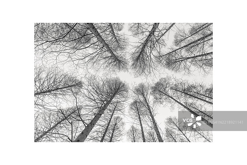 冬季树枝交错的黑白仰视图图片素材