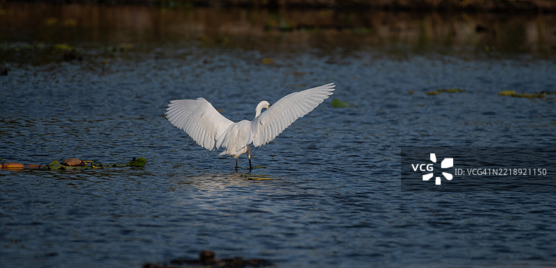 清晨，一只白鹭展开白色的翅膀，准备在湖面起飞。图片素材