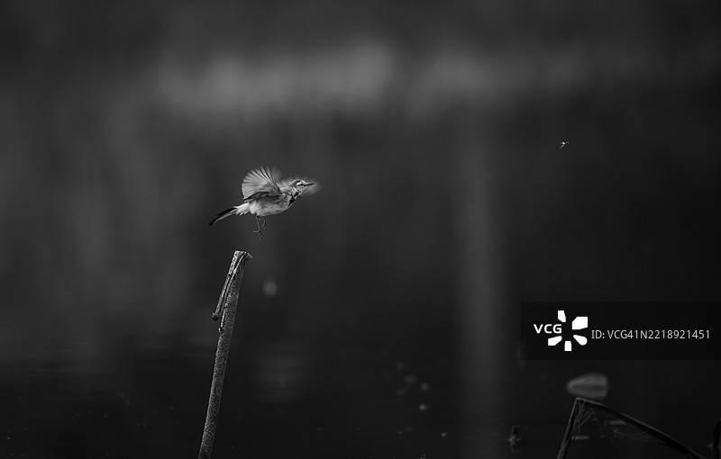 黑白照片：一只飞鸟在平静的水面上方飞翔图片素材