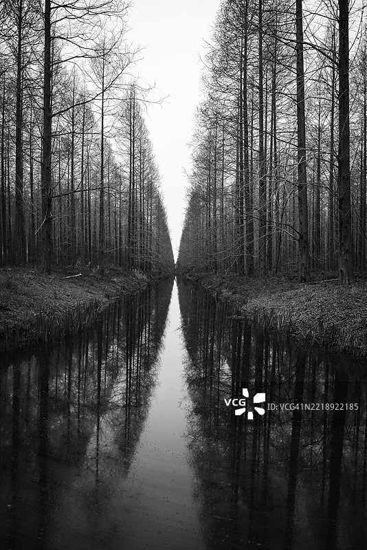 宁静的黑白树木倒影映衬在宁静的运河上图片素材