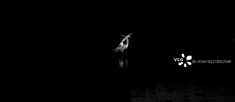 一群白鹭在池塘水面上觅食，背景为黑色图片素材