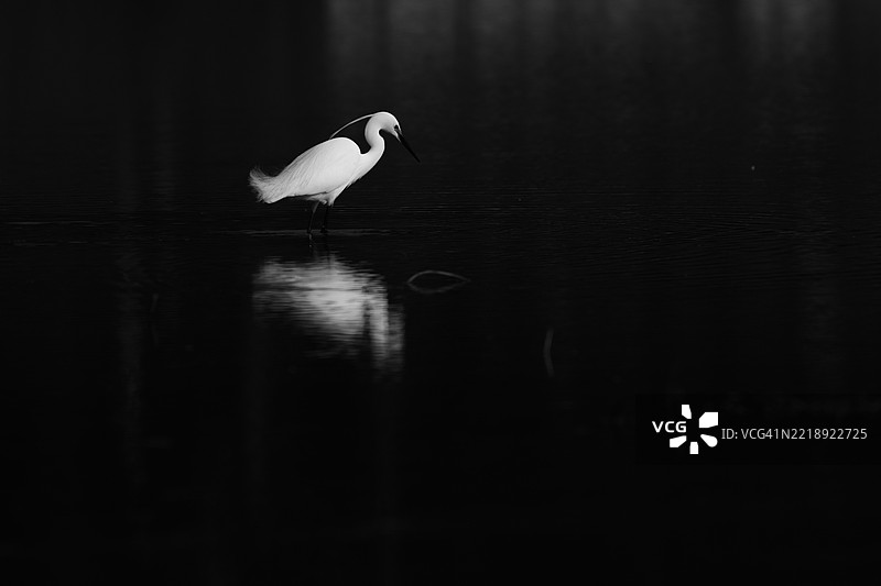 一只优雅的白鹭站在池塘的水面上，黑色背景，黑白照片图片素材