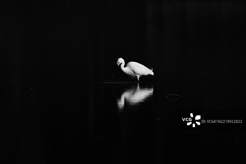 一只优雅的白鹭站在池塘的水面上，黑色背景，黑白照片图片素材