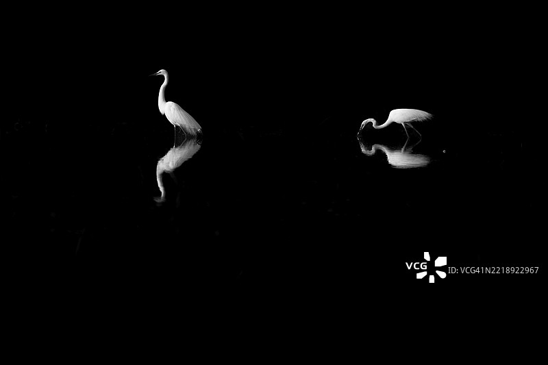 一群白鹭站在池塘表面，寻找食物，黑色背景，黑白照片图片素材