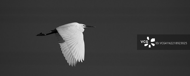 优雅的白鹭在空中滑翔的黑白摄影图片素材