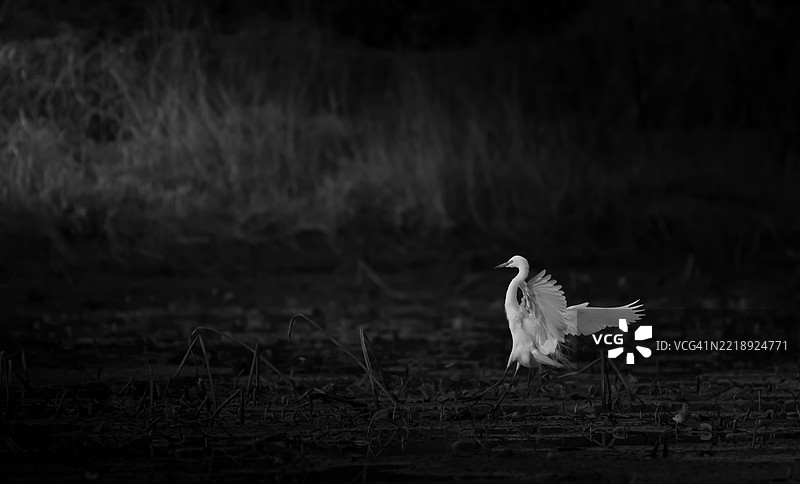 白鹭在池塘表面拍打翅膀准备起飞，黑白照片图片素材