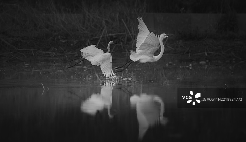 两只白鹭在池塘表面飞翔，互相追逐打斗，水面上映出白鹭的倒影，黑色背景，黑白照片图片素材