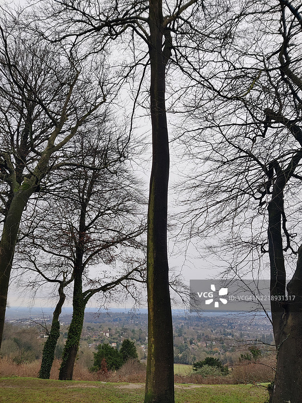 田野上的树木与天空相映成趣图片素材