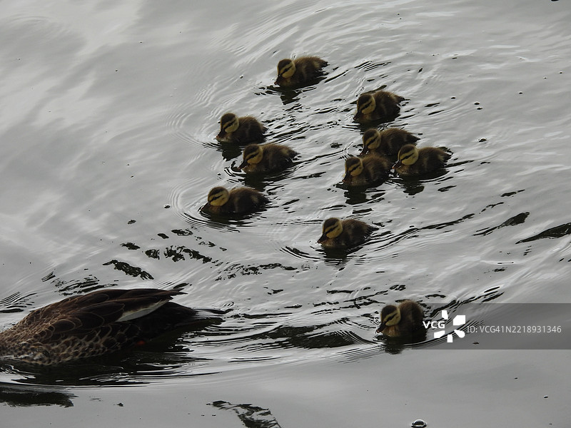 高角度视图的鸭子在湖中游泳图片素材