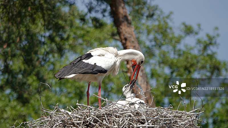 白鹳栖息在巢中的特写镜头图片素材