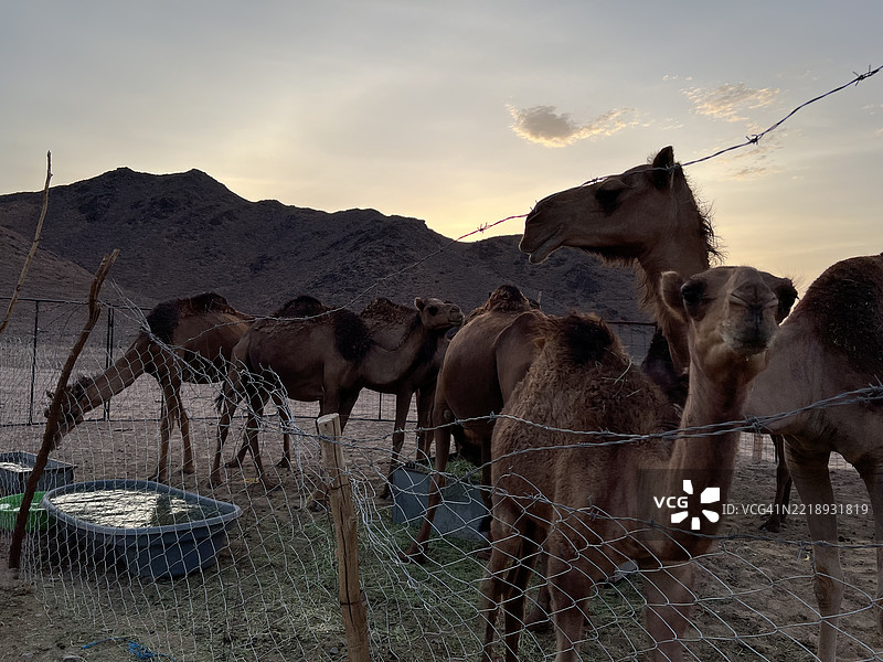 沙漠中的单峰骆驼和双峰骆驼图片素材