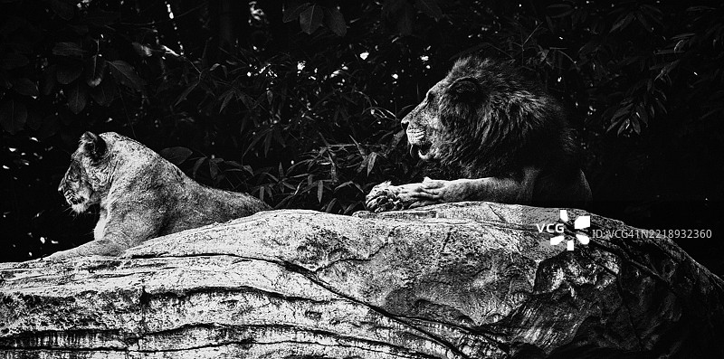 狮子坐在岩石上的特写镜头图片素材