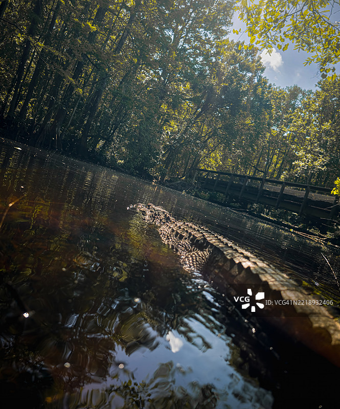 沉默中的阴影潜行者沼泽主宰，佛罗里达州，美国图片素材