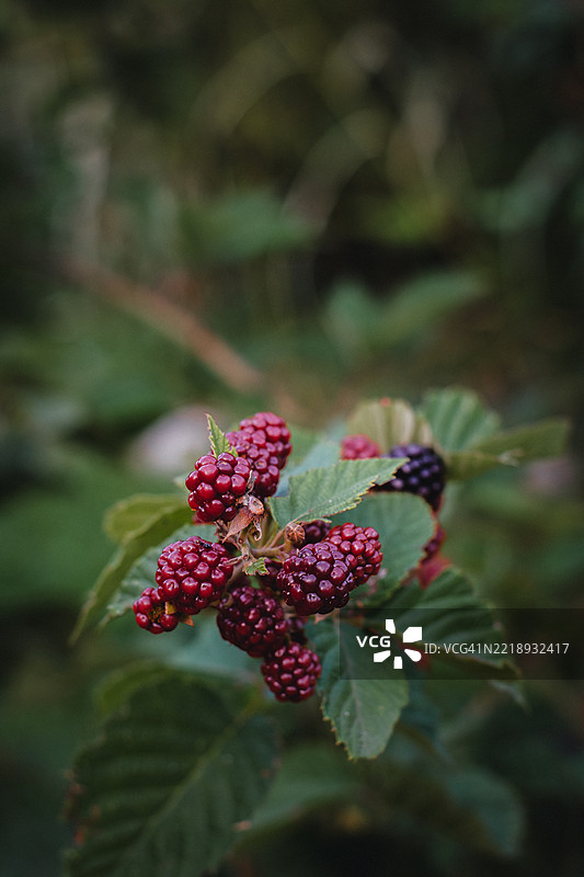 植物上的浆果特写图片素材