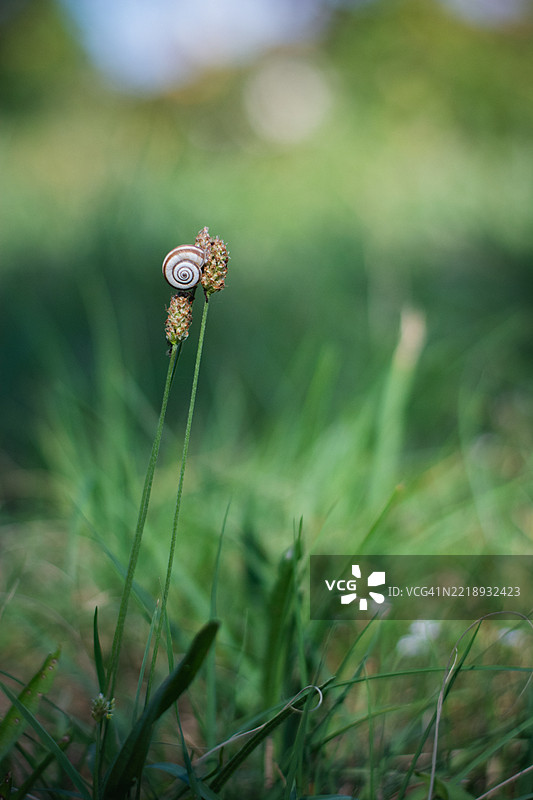 草上的昆虫特写图片素材