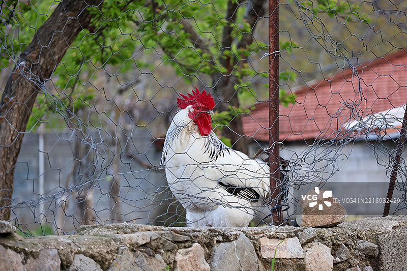 公鸡特写图片素材