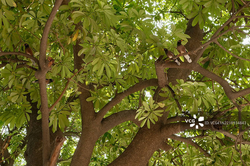 树的特写镜头图片素材