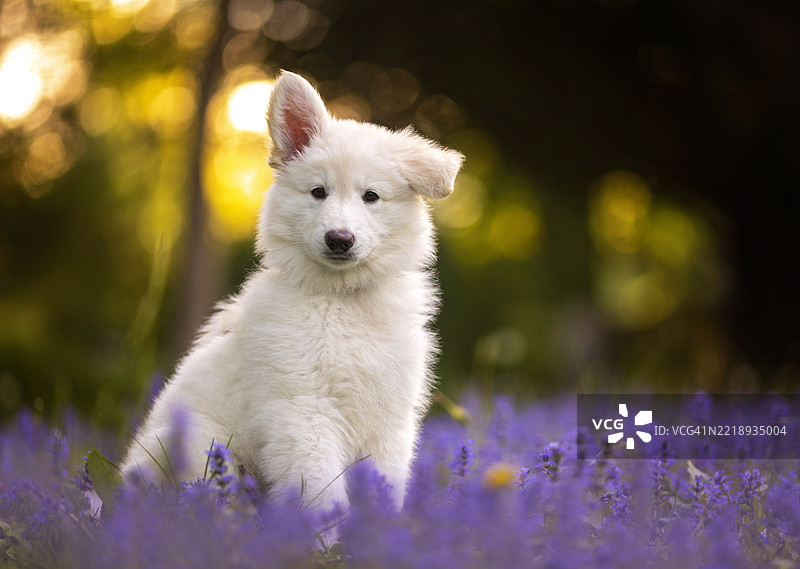 在新泽西州绿色村庄的紫色花丛中玩耍的希洛牧羊犬小狗图片素材