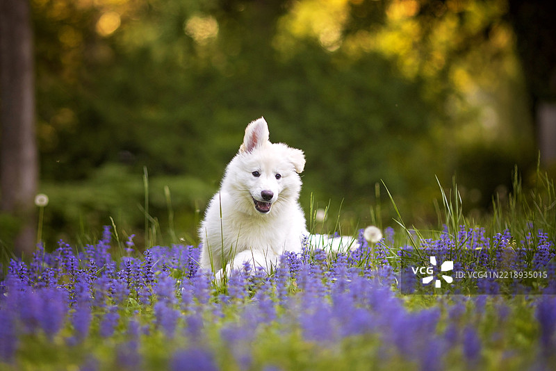 在新泽西州绿色村庄的紫色花丛中玩耍的希洛牧羊犬小狗图片素材