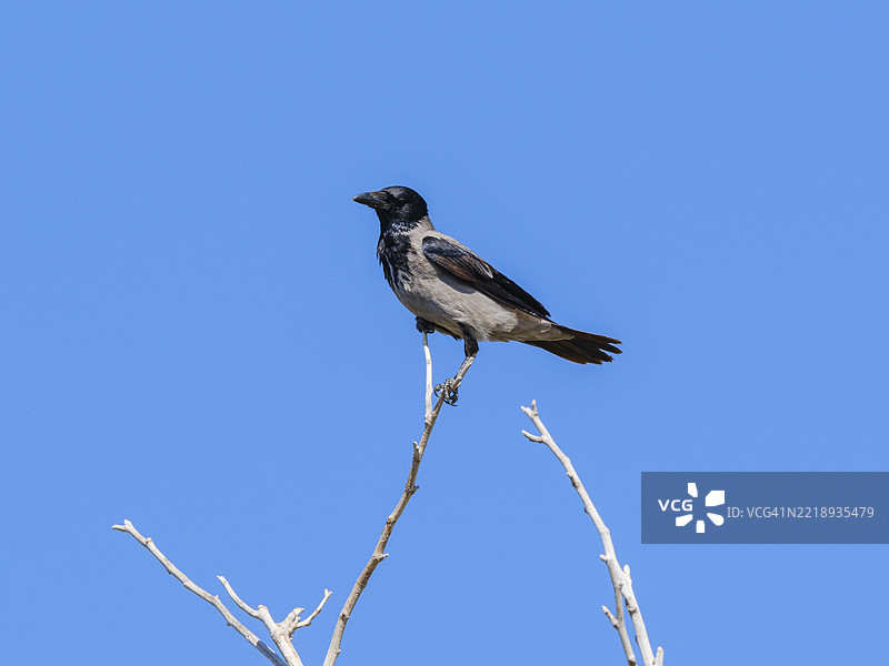 低角度视图的鸟栖息在晴朗的蓝天上图片素材
