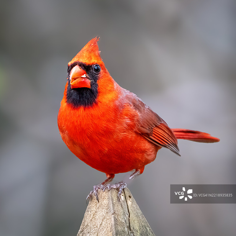 红雀栖息在木头上的特写，乔治亚州肯尼索。图片素材