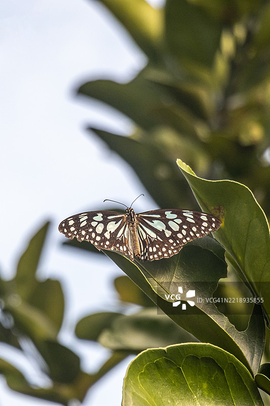 一只黑白色的蝴蝶栖息在葡萄柚叶上图片素材