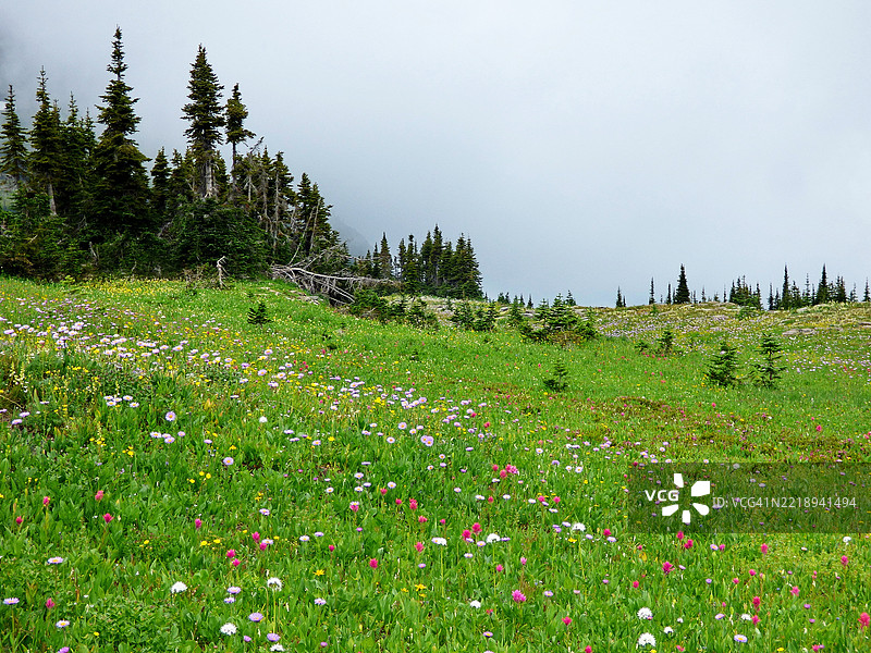 蒙大拿州冰川国家公园的野花草甸图片素材