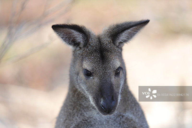 袋鼠特写镜头图片素材