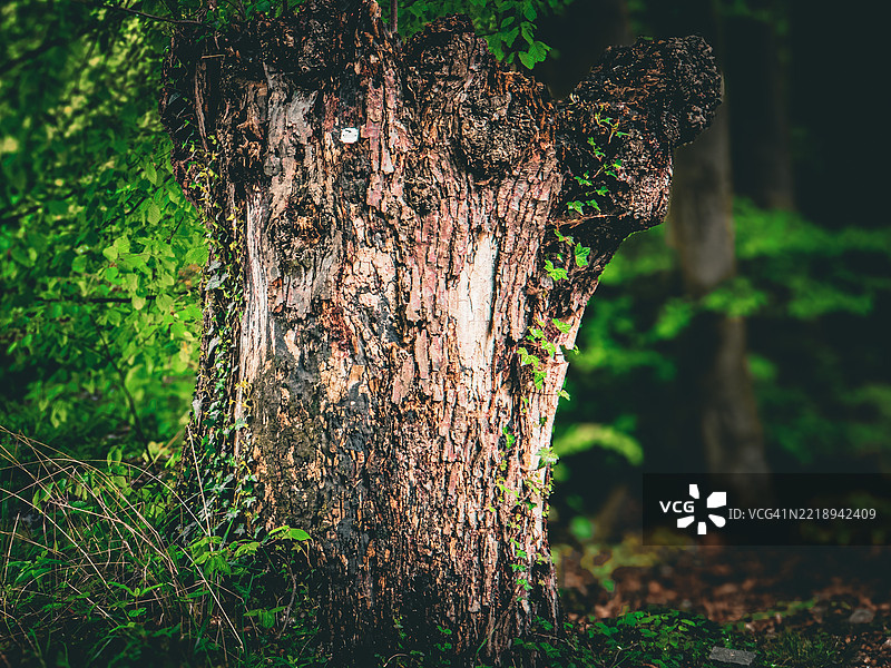 树干特写图片素材