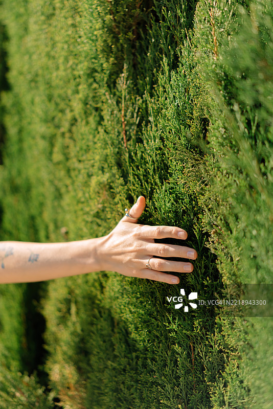 女人的手触摸植物（裁剪图）图片素材