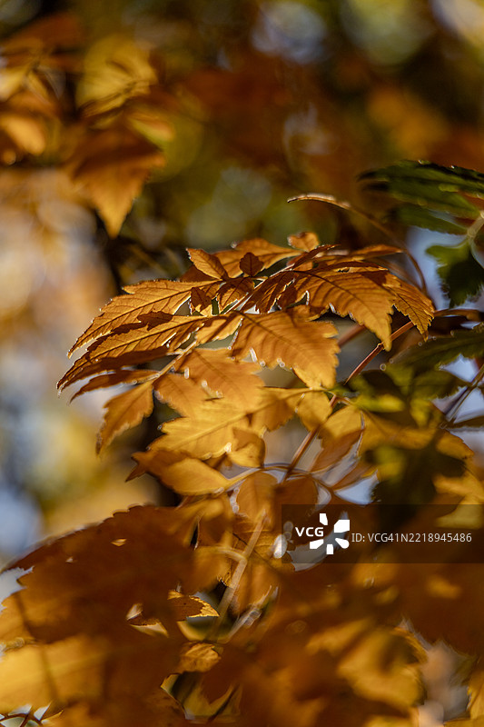 秋天的树叶特写，冷春，纽约，美国图片素材