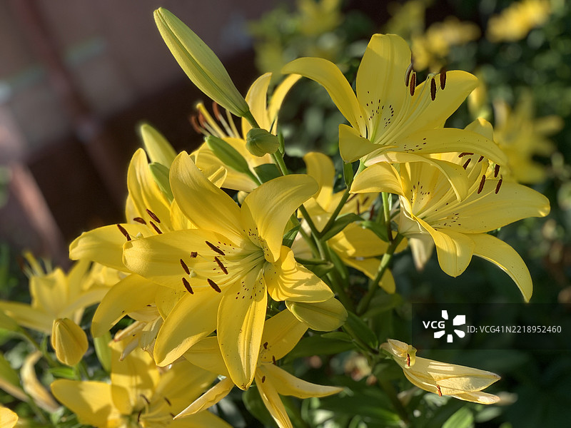 黄色花朵的特写，日托米尔，日托米尔州，乌克兰图片素材
