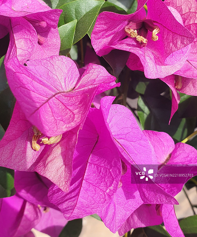湿润的粉色开花植物特写图片素材