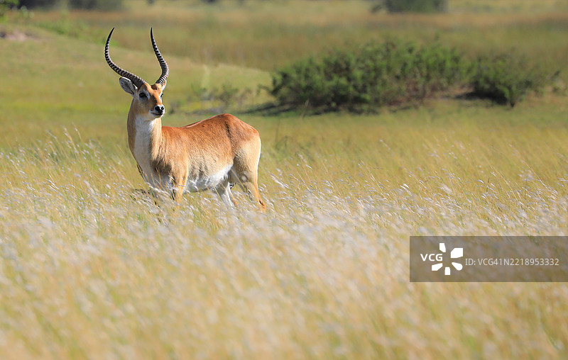 田野上站着的鹿的肖像图片素材