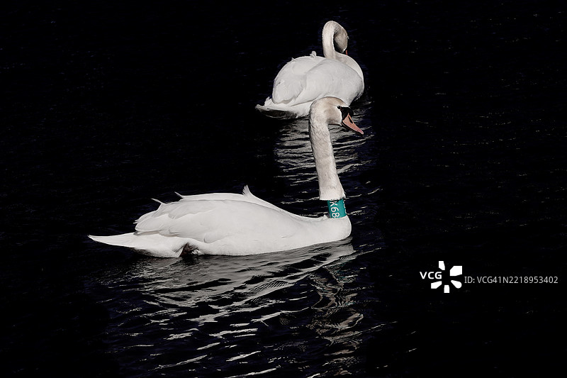 高角度视图的天鹅在湖中游泳，埼玉县川口市，日本图片素材